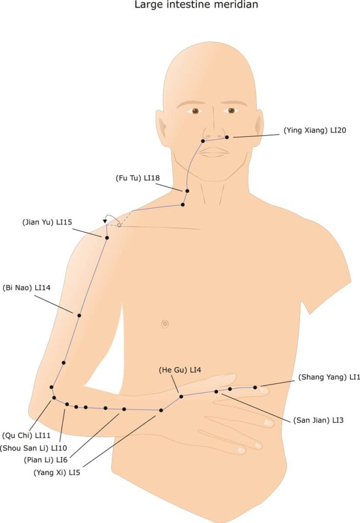 Large intestine meridian